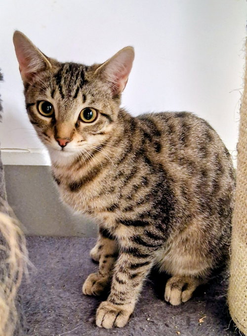 Ma nizzle, a cat for adoption from Spay The Strays, Inc.