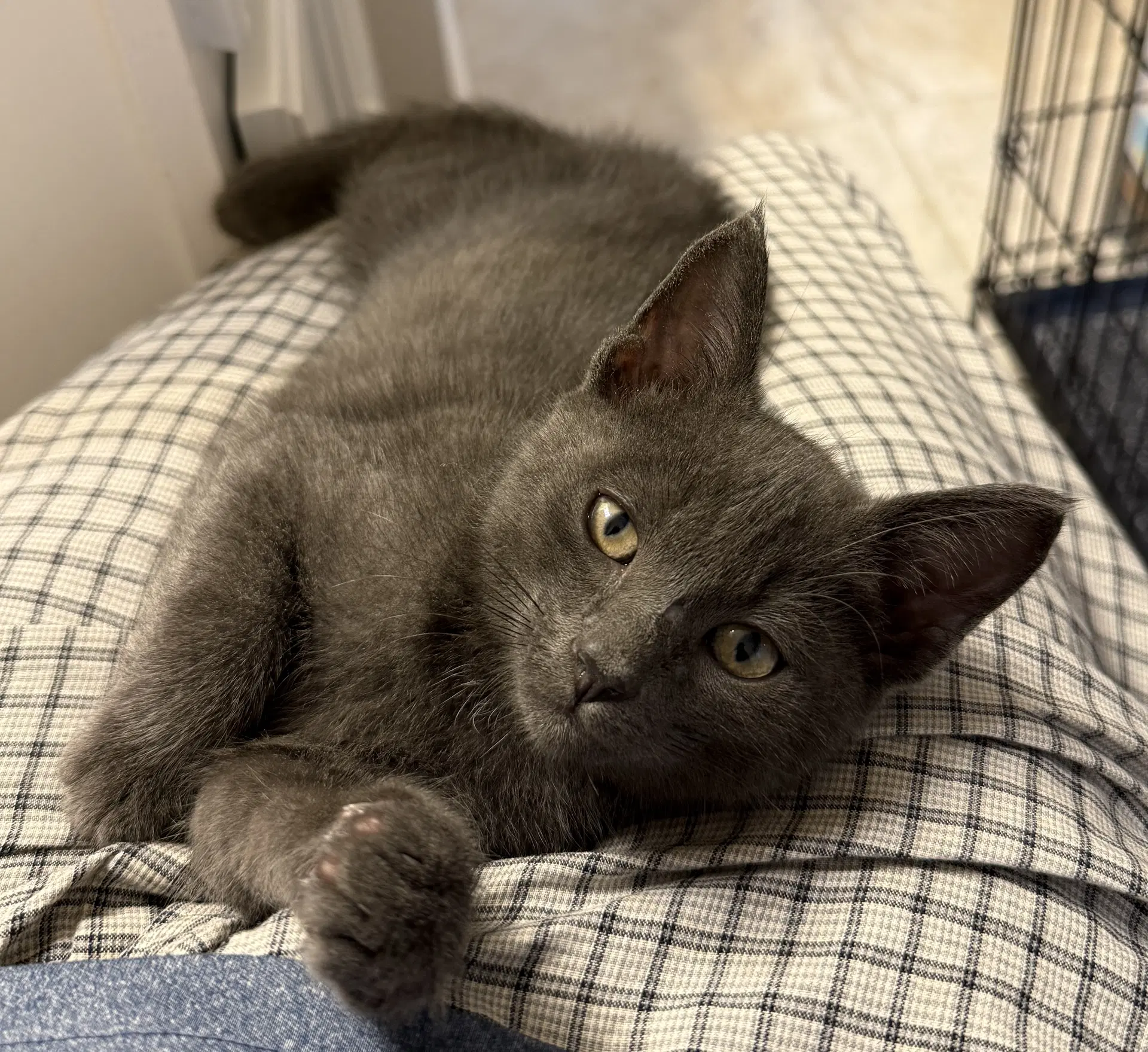 Alfa Romeo - Domestic Short Hair