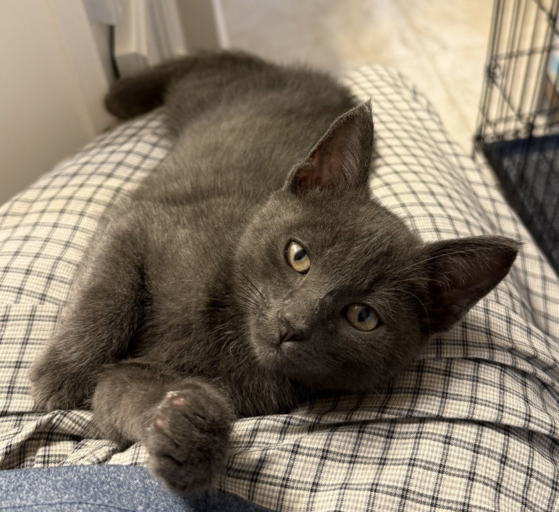 Alfa Romeo, a male cat up for adoption