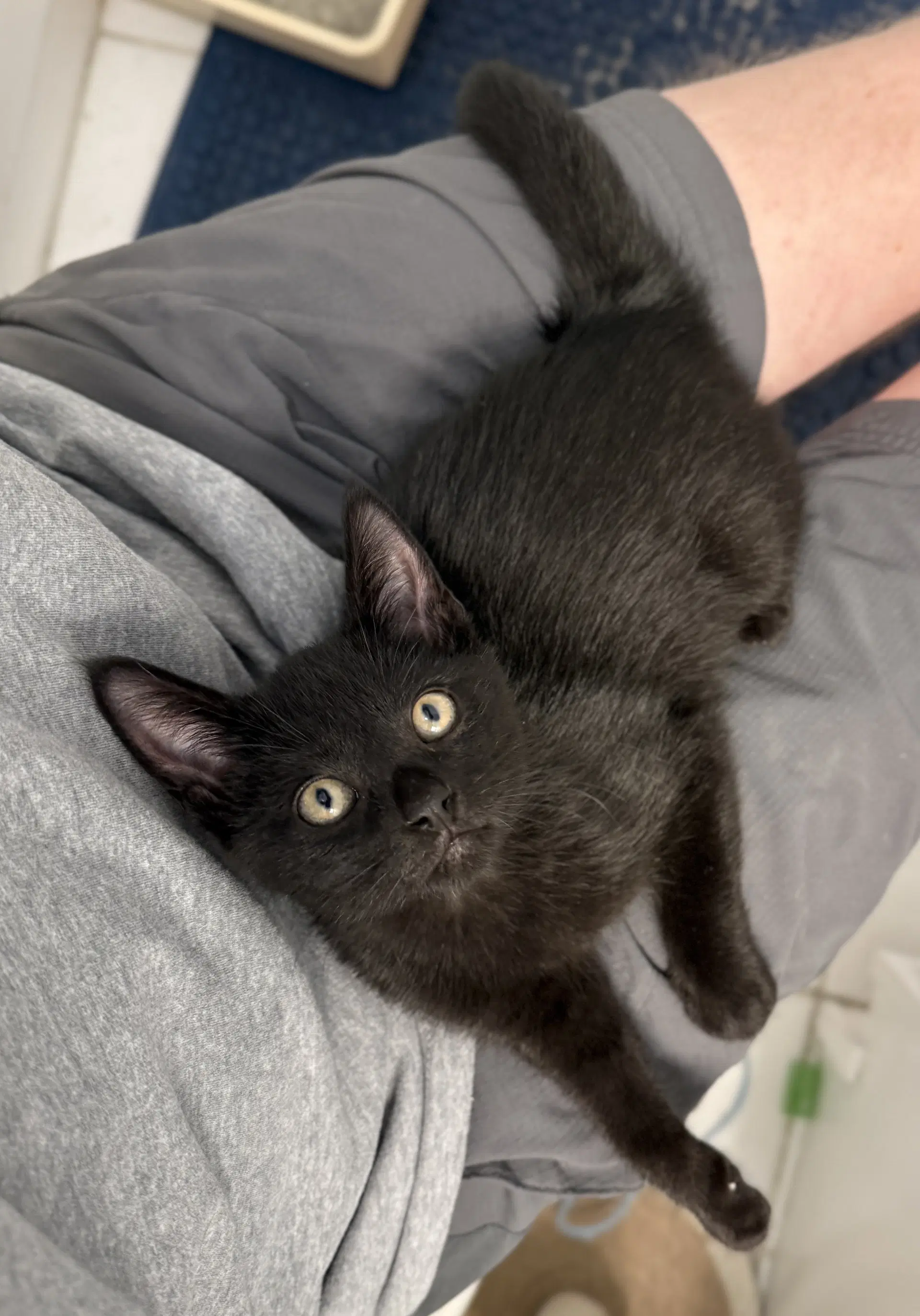 Audi - Domestic Short Hair