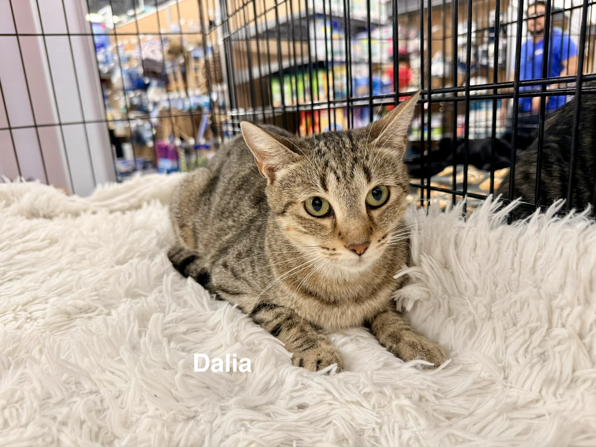Dalia