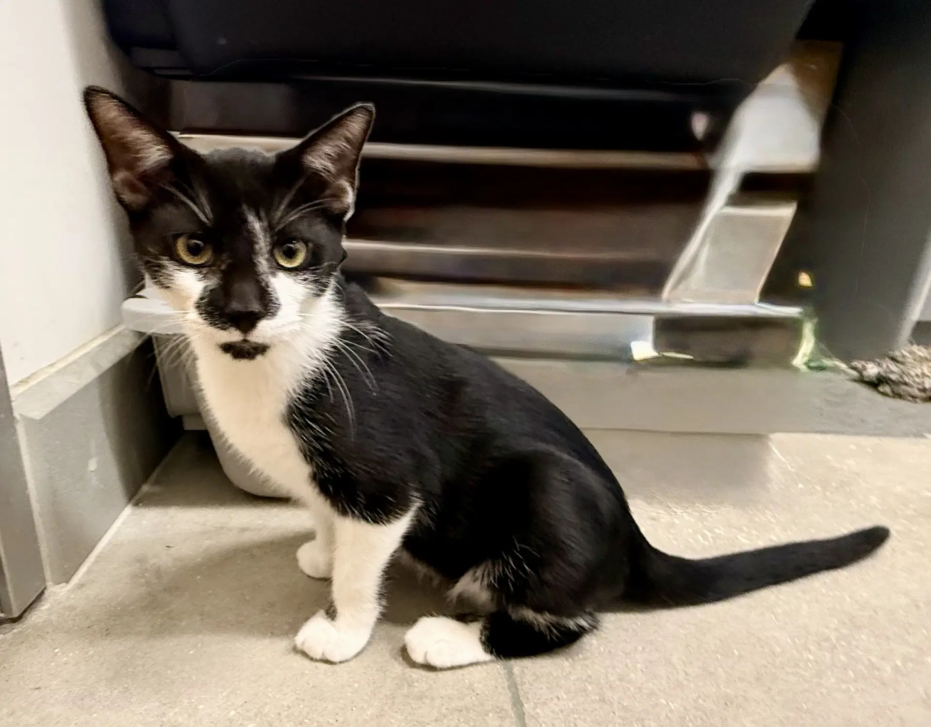 Gemini - Domestic Short Hair