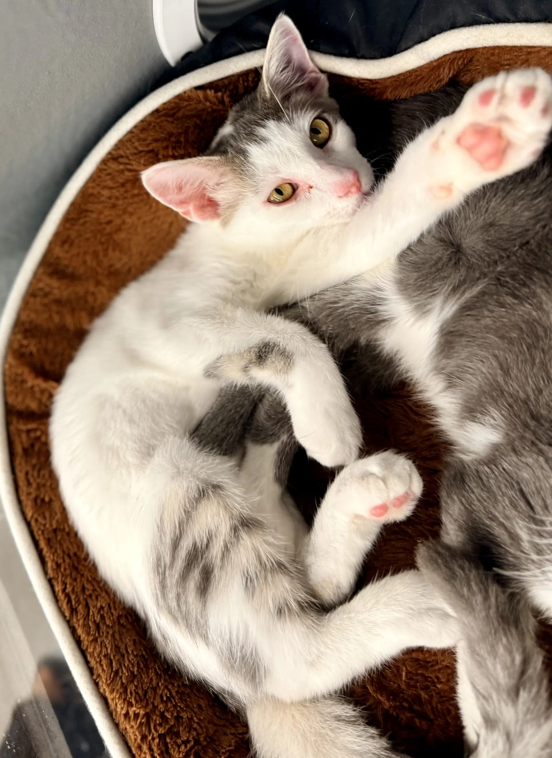 Gypsy - Domestic Short Hair