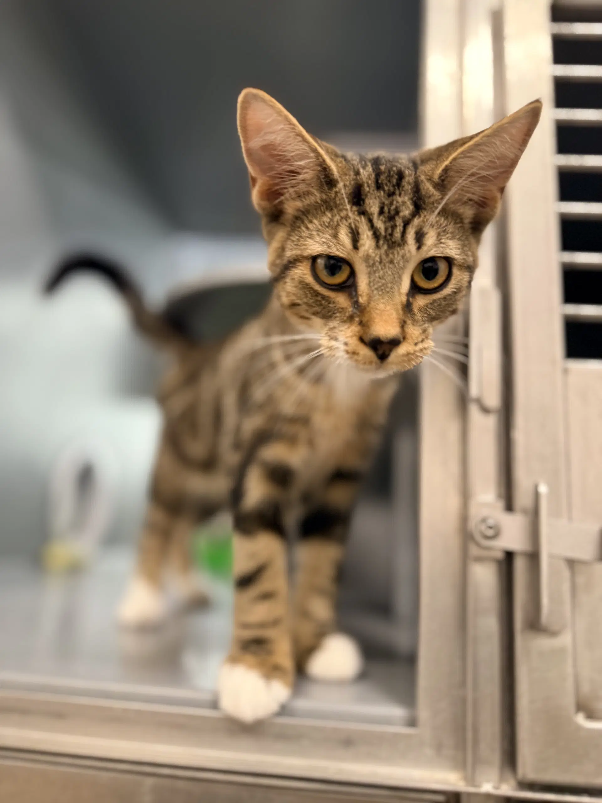 Gharette - Domestic Short Hair
