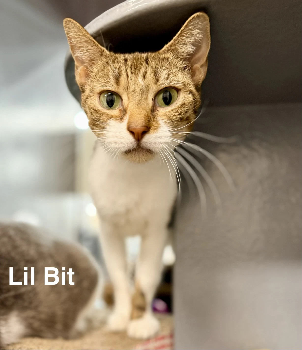Lil Bit