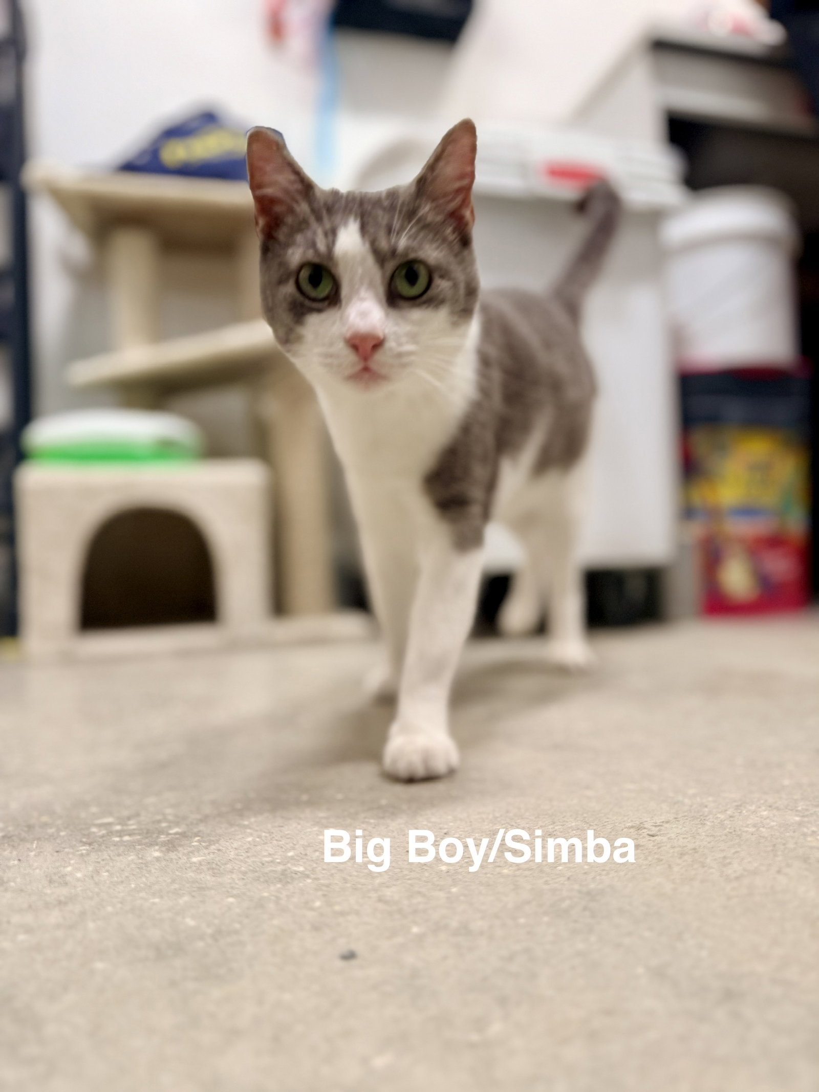 Big Boy/Simba