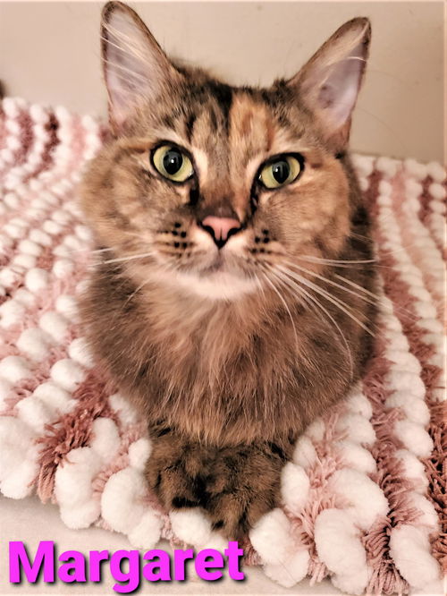 Margaret Dimercurio May 2019