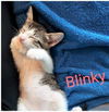 Blinky now Jack Cauble Apr 2021