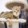Blondie now Yzma Sanchez May 2021