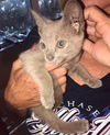 Milo now Mylo Bulbulovic Aug 2021