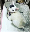 Jade now Lillith Llopiz May 2021