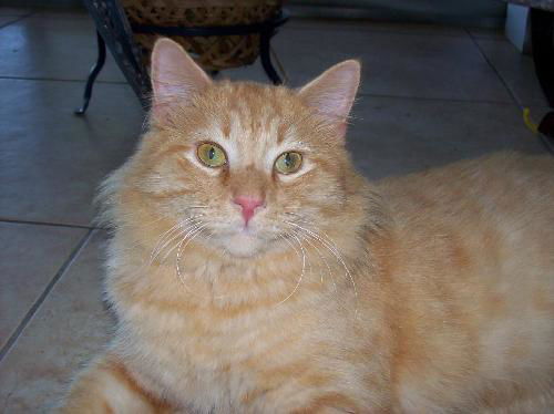 Marmalade Hilbert Jan 2006 DECEASED