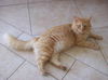 Marmalade Hilbert Jan 2006 DECEASED