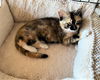 Amaretto now Chili Beany Mitzev Oct 2020