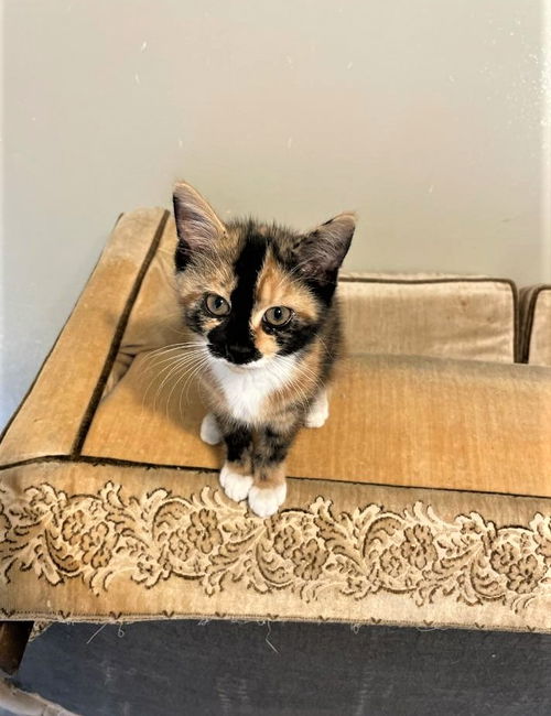 Amaretto now Chili Beany Mitzev Oct 2020