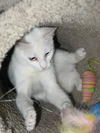 Chico Noyce Oct 2007