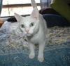 Chico Noyce Oct 2007