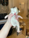 Chickadee Sosa Nov 2021