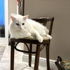 Casper fka Moonlight Golia Jun 2021