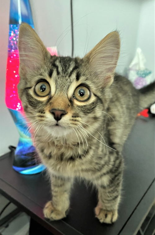 Rocky Riggi May 2020