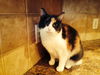 Jasmine 2013