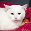adoptable Cat in kissimmee, FL named Pearl