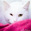 adoptable Cat in kissimmee, FL named Duchess