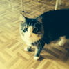 Flynn Vearling Mar 2013 DECEASED 2024