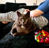 Bear now Lucy Roberts  Apr 2015 DECEASED 2024