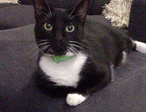 Carlito Hayhurst Feb 2015