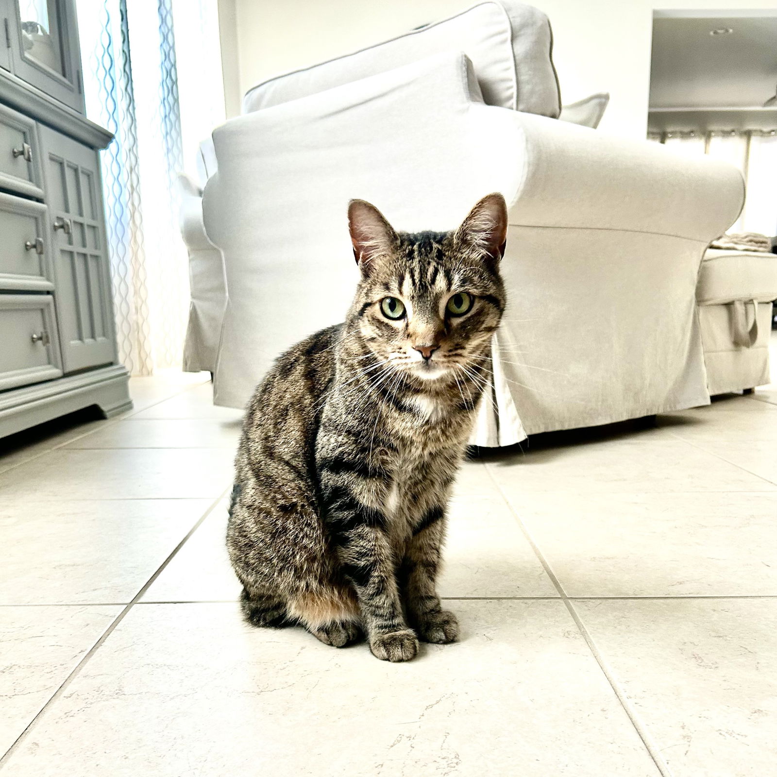 adoptable Cat in Saint Cloud, FL named Coco