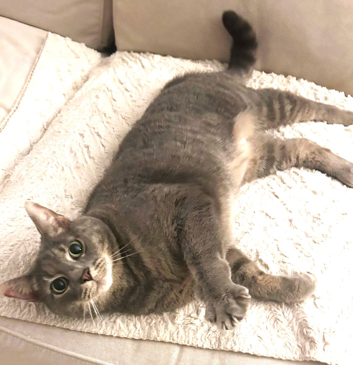 adoptable Cat in Saint Cloud, FL named Chobani