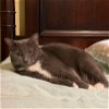 adoptable Cat in kennesaw, GA named Luna