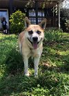 adoptable Dog in kennesaw, GA named Odin
