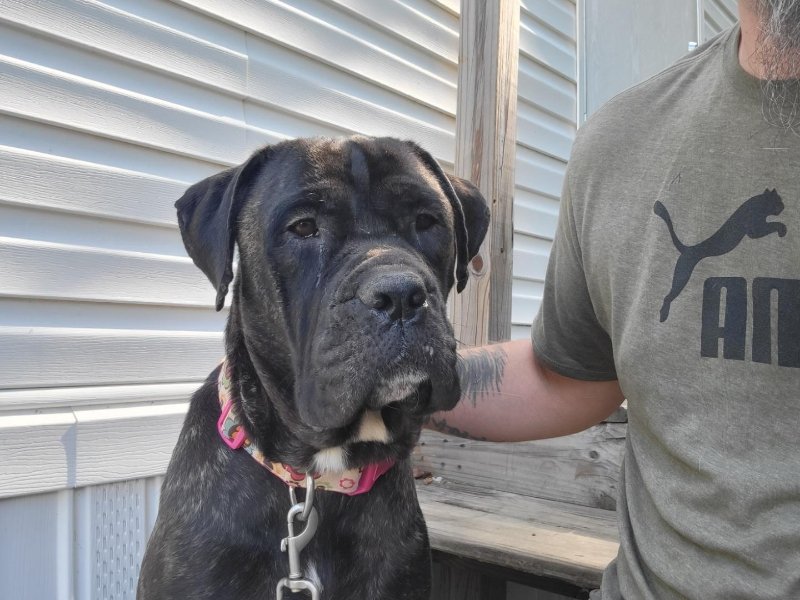 adoptable Dog in Kennesaw, GA named Saxa