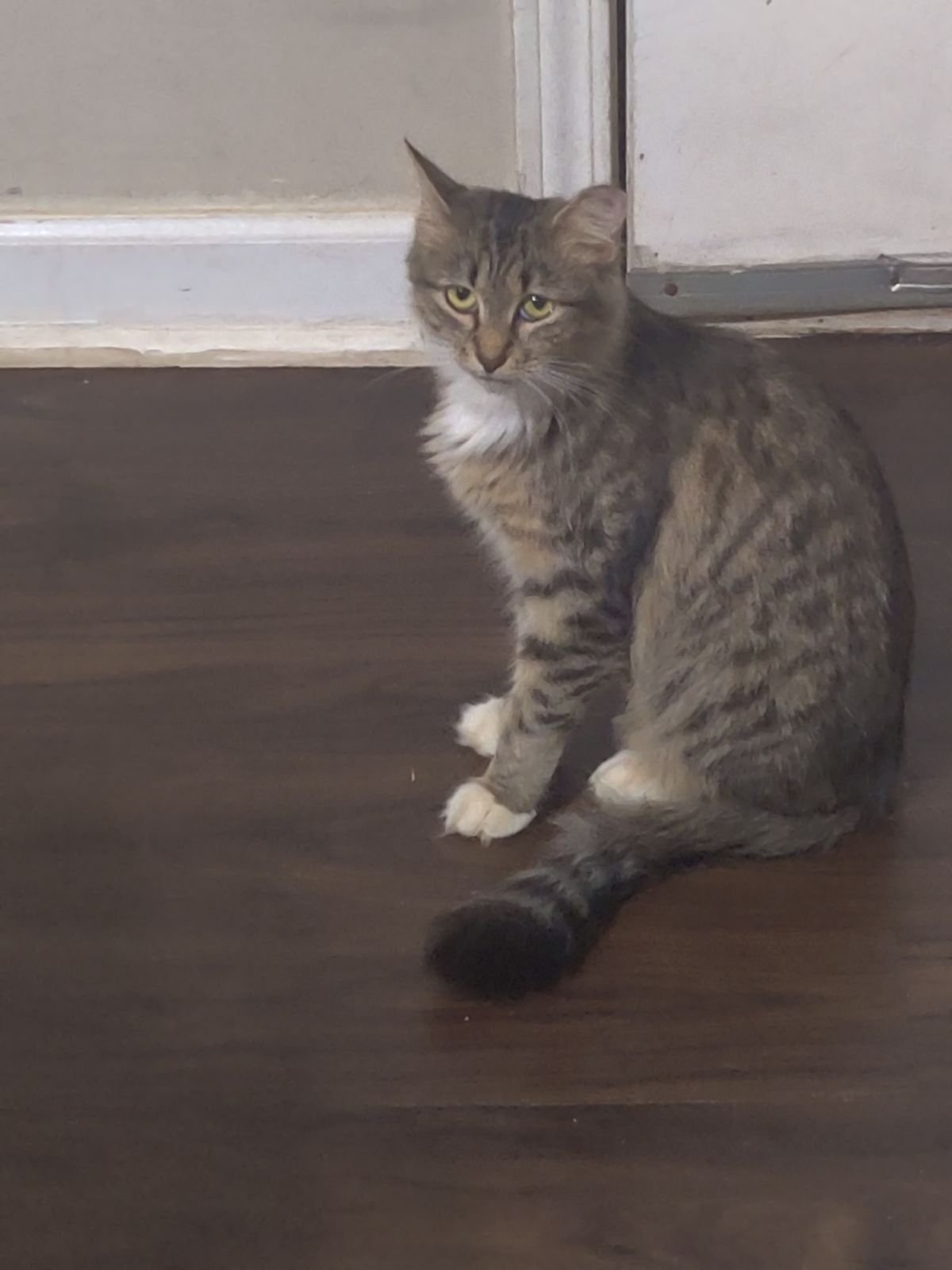 adoptable Cat in Kennesaw, GA named Tabitha (Tabi)