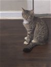 adoptable Cat in kennesaw, GA named Tabitha (Tabi)