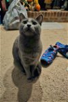 adoptable Cat in kennesaw, GA named Ava