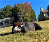 adoptable Dog in kennesaw, GA named Bella