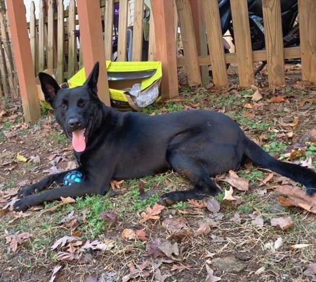adoptable Dog in Kennesaw, GA named Danny