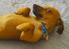 Buddy