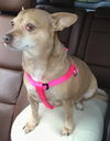 Miss Isabel (Izzie)