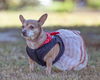 Miss Isabel (Izzie)