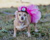 Miss Isabel (Izzie)