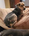 Millie