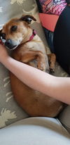 Cora