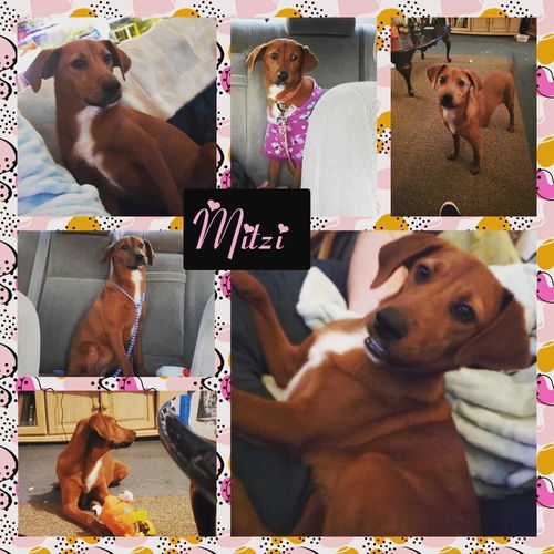 Mitzi