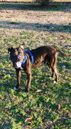 Mr Wiggles