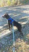 Mr Wiggles