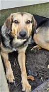 adoptable Dog in , SC named Chase